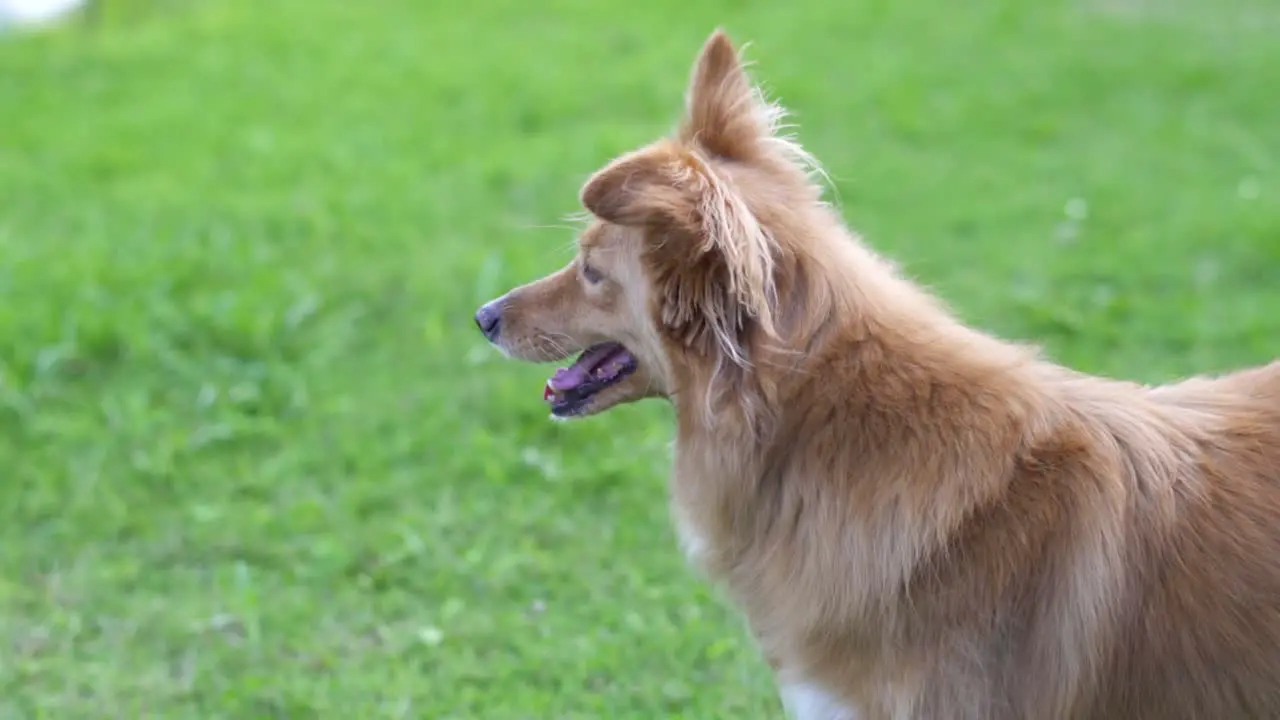 Profile of a watchful mixed breed dog close up Slow motion