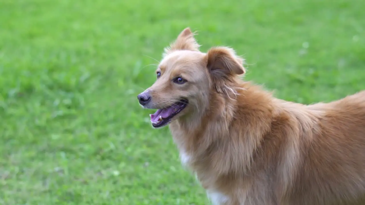 Handheld profile of a mixed breed dog looking to the left Close up