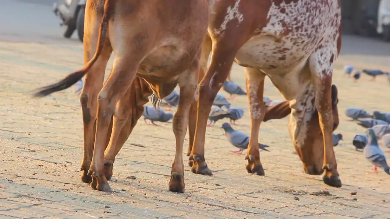 pair of Holy cow eating grains on ground stock video