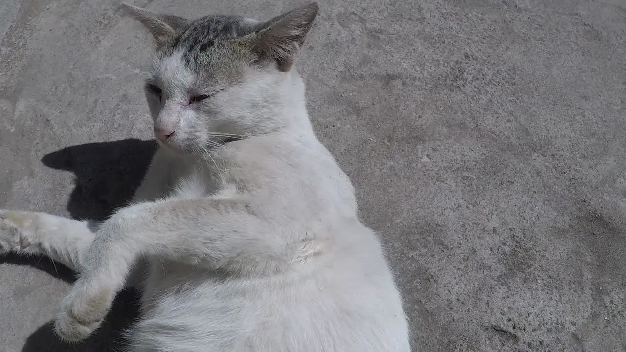 Street cat chilling and stretching on the street in slow motion HD