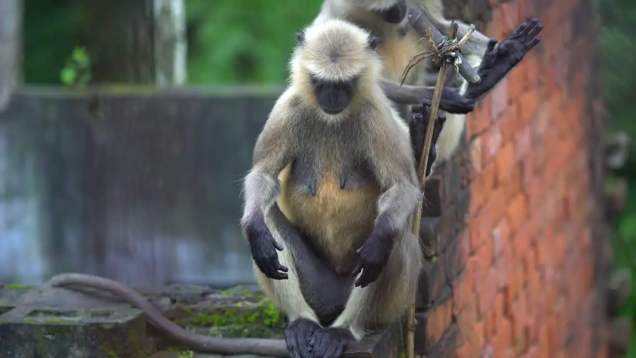 Hanuman or black faced monkey or langur is sitting on the wall