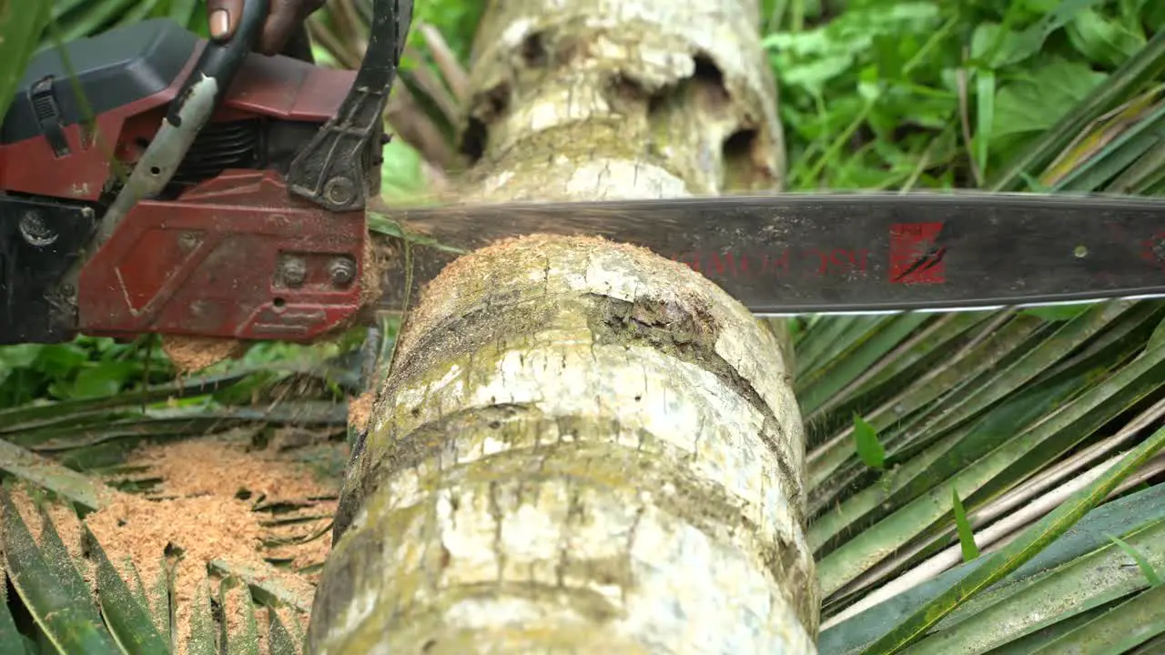 Cutting trees in the jungle caused the place to create empty