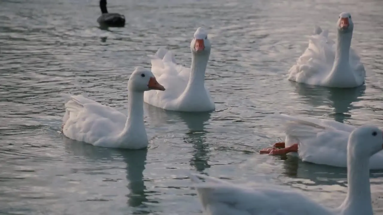 Group of gooses in a lake