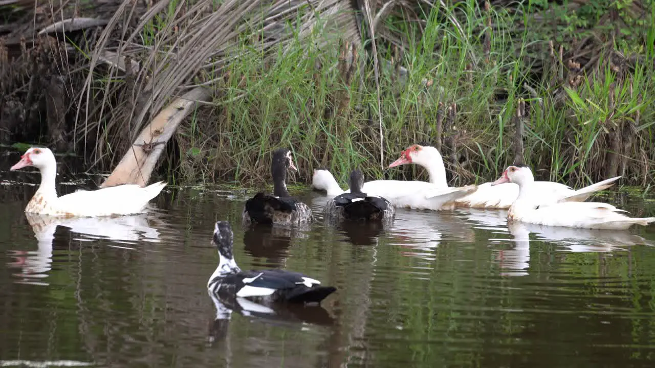 Group of ducks is swim at river