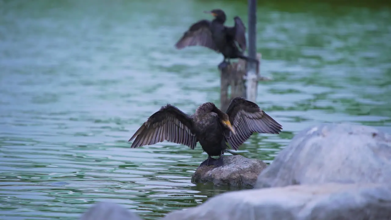 Medium shot of two Great Cormorants perched upon rocks in the water cleaning there feathers