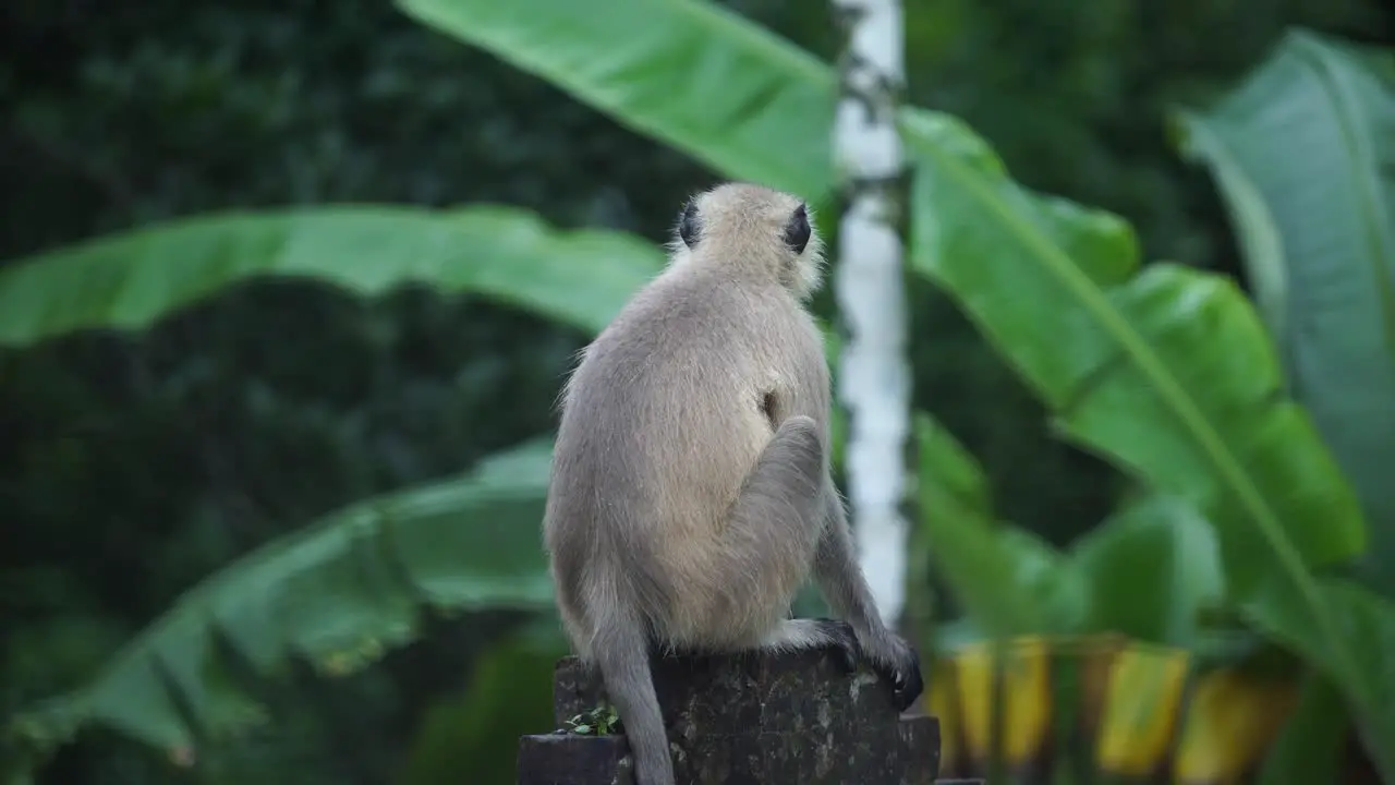 Black faces monkeys sat on wall