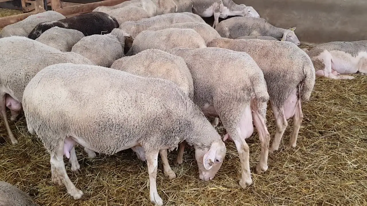 herd of sheep waiting and hiding their heads