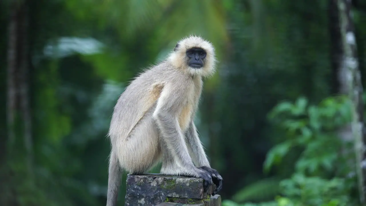 Black faces monkey sat on a wall