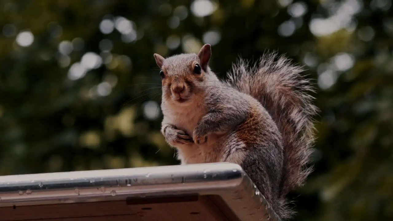 closeup video of a brown squirrel looking into the camera whilst eating nuts