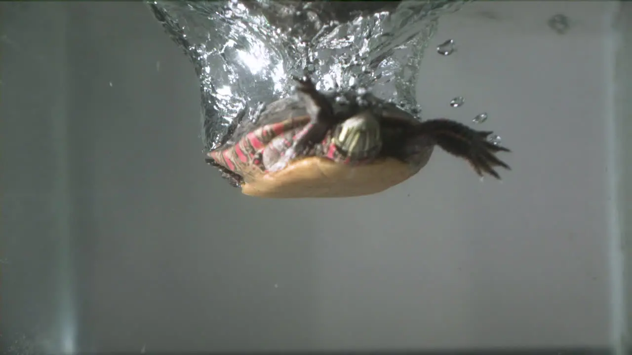 Ramped slow motion turtle splashing in water painted turtle