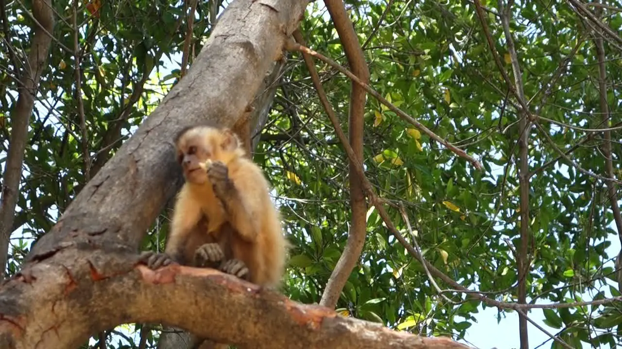 close up of brazilian capuchin monkey eating on a tree