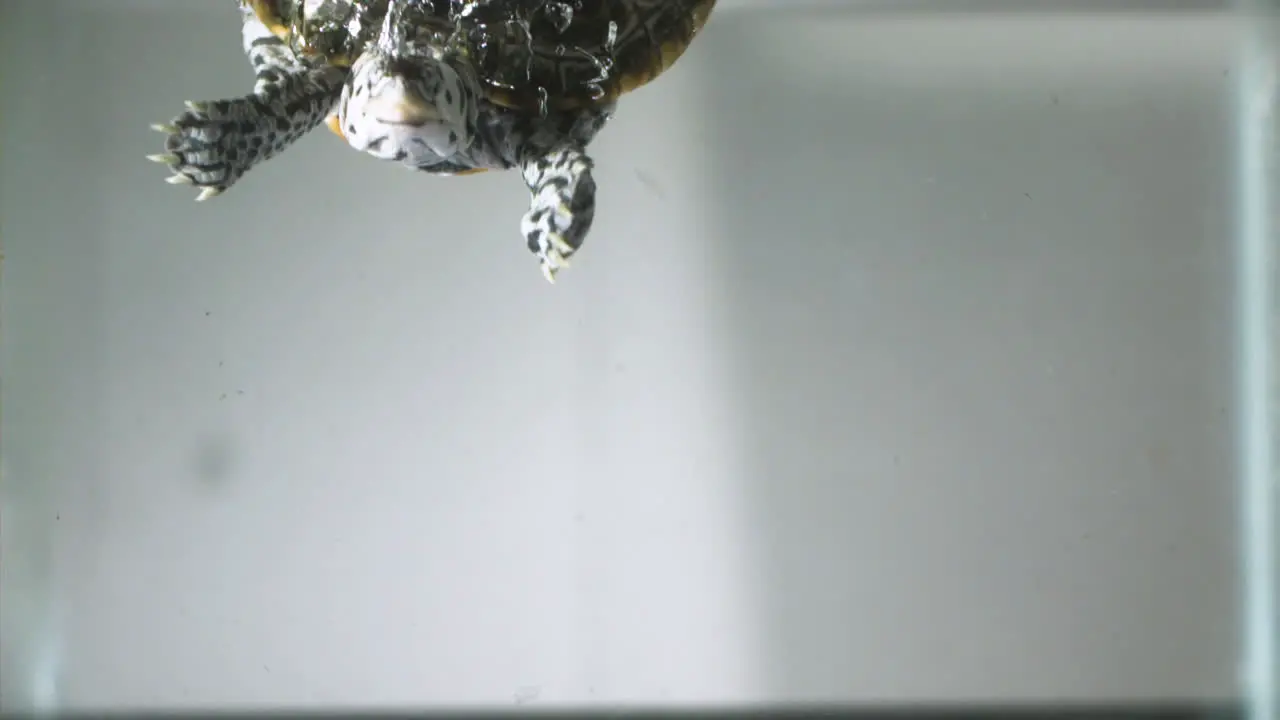 Turtle dropping in water slow motion