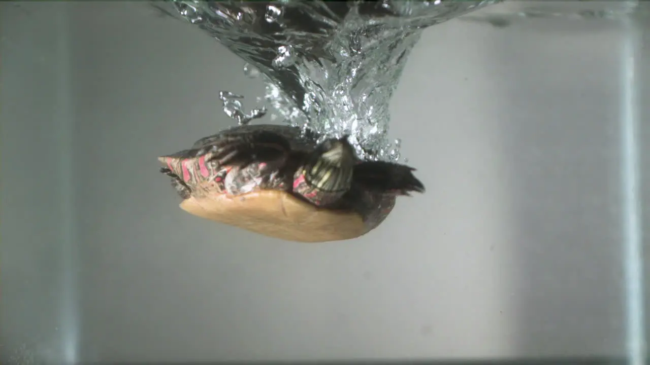 Splashing in slow motion painted turtle