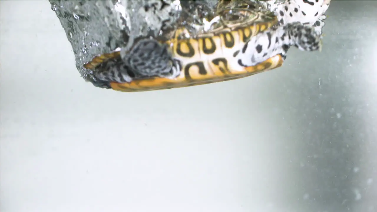 Slow motion turtle splashing into water on white background