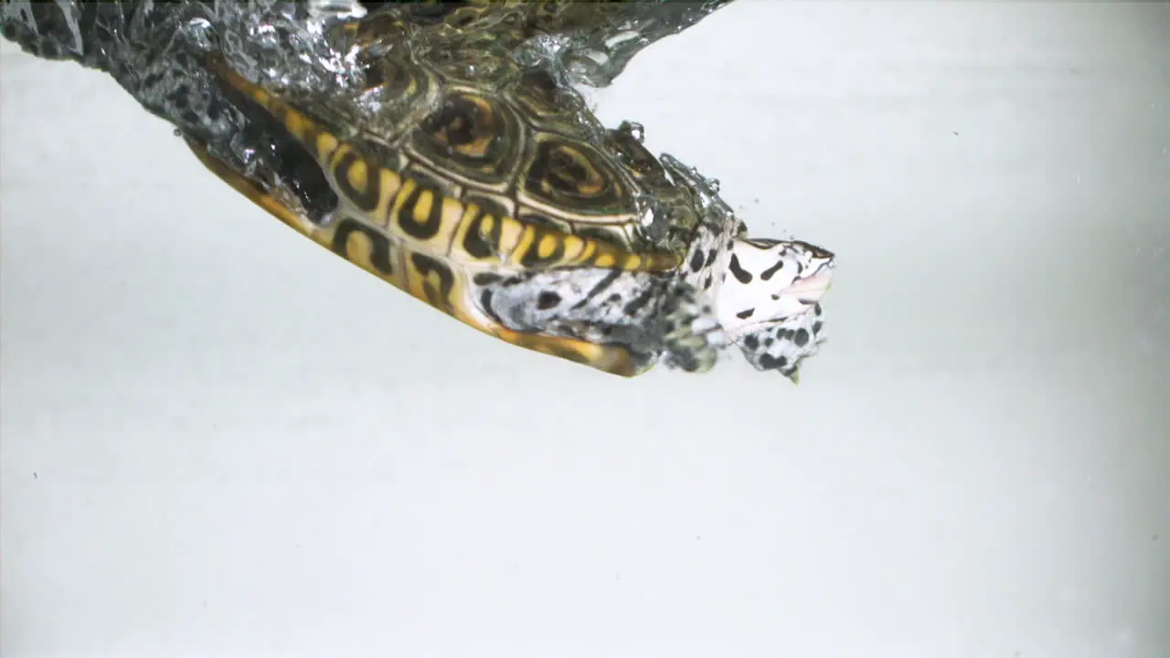 Turtle diving into water slow motion white background