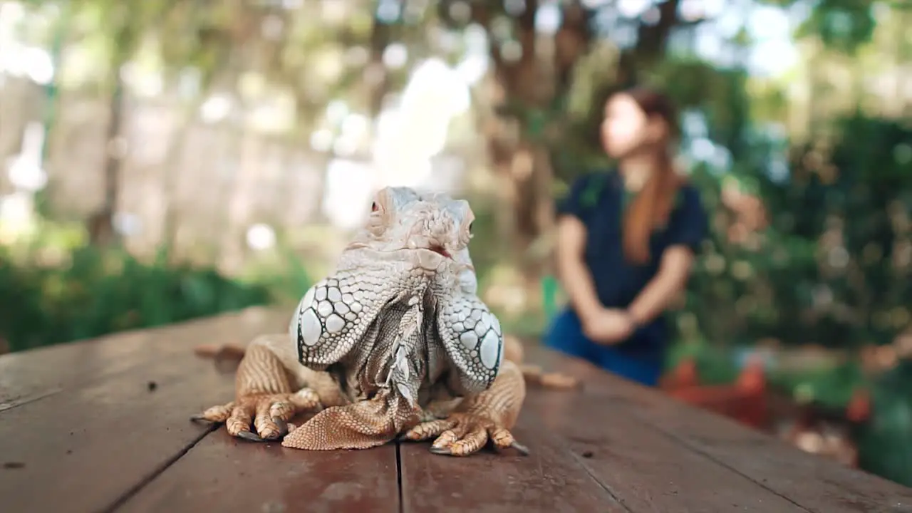 Slow motion of a zoom in and pan shot of green iguana