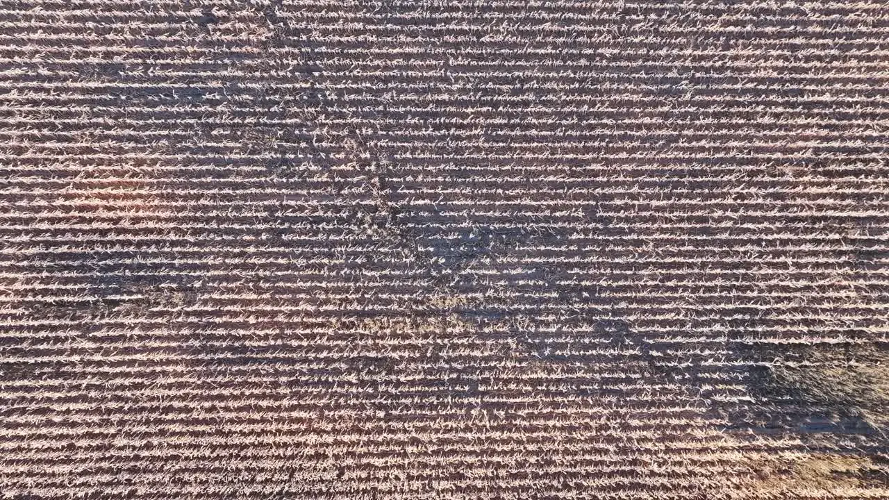 Sillage in a field ready to be harvested