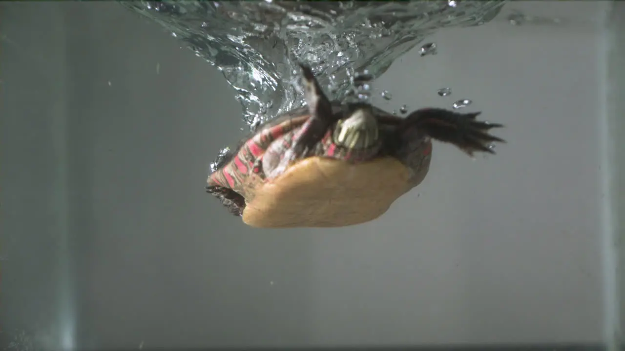 Painted turtle splashing in water slow motion Amphibian under water with bubbles swimming