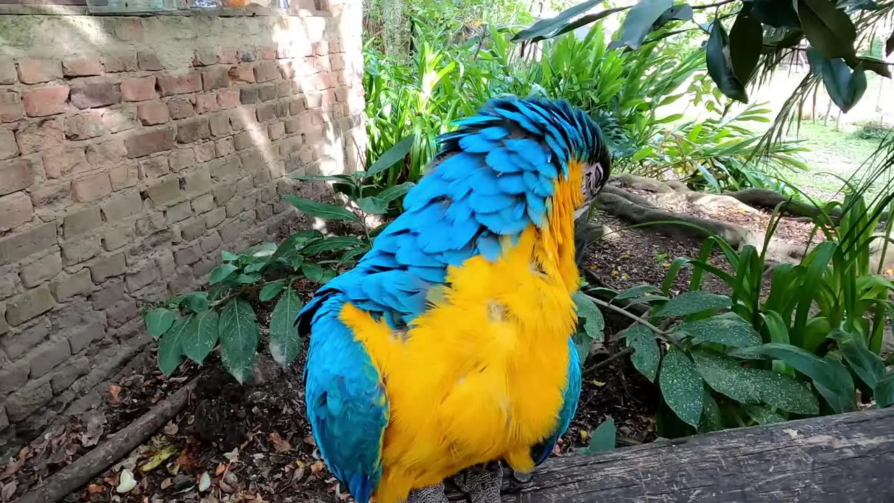 close up of tropical colourful parrot