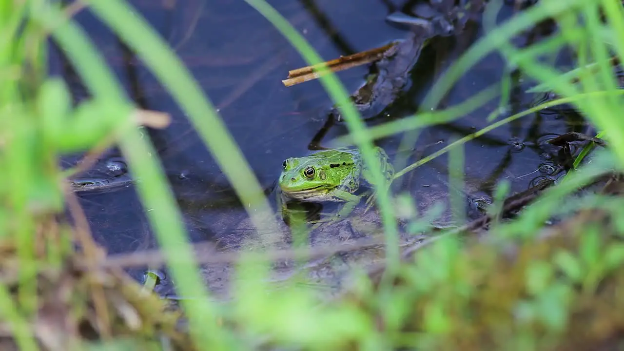 Green edible frog in pond full with grass