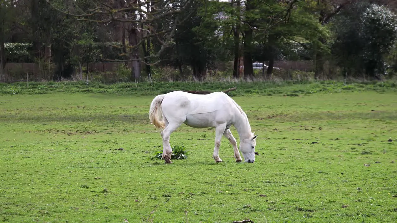 White horse feeding on grass in a field