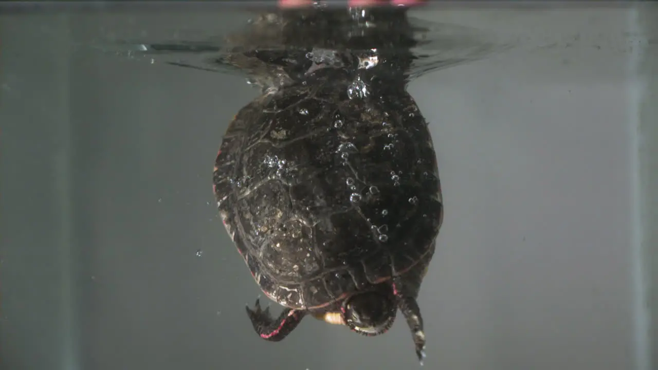 Turtle head on splashing into water slow motion painted turtle amphibian