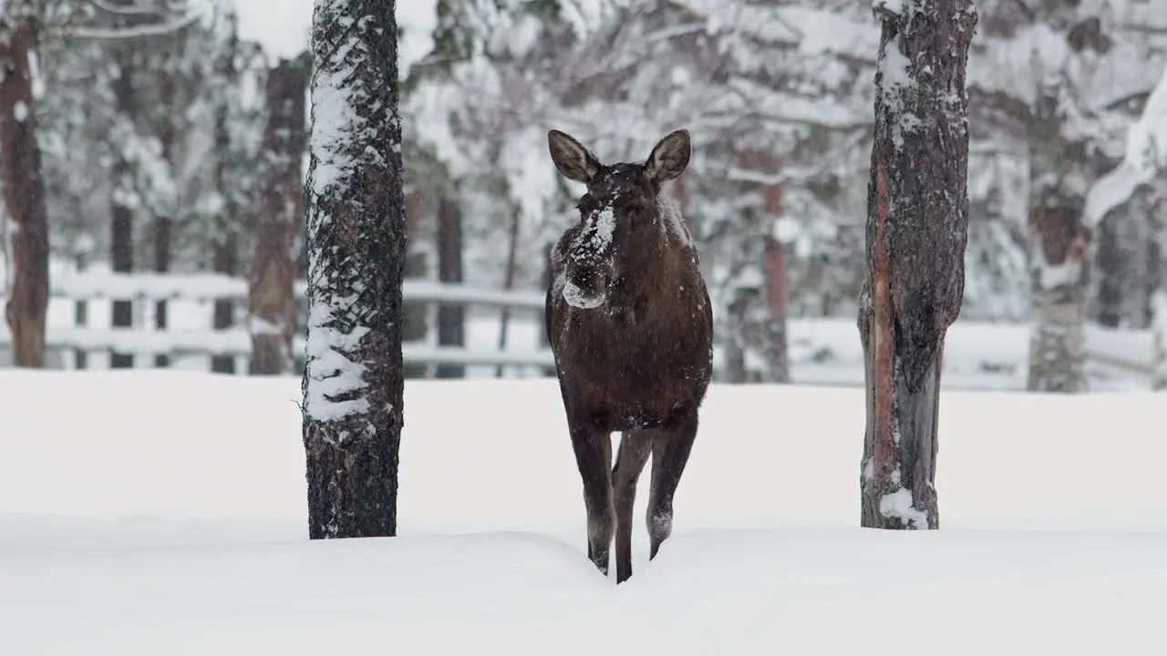 female moose stands on a snow-covered woodland forest while snowing on european winter