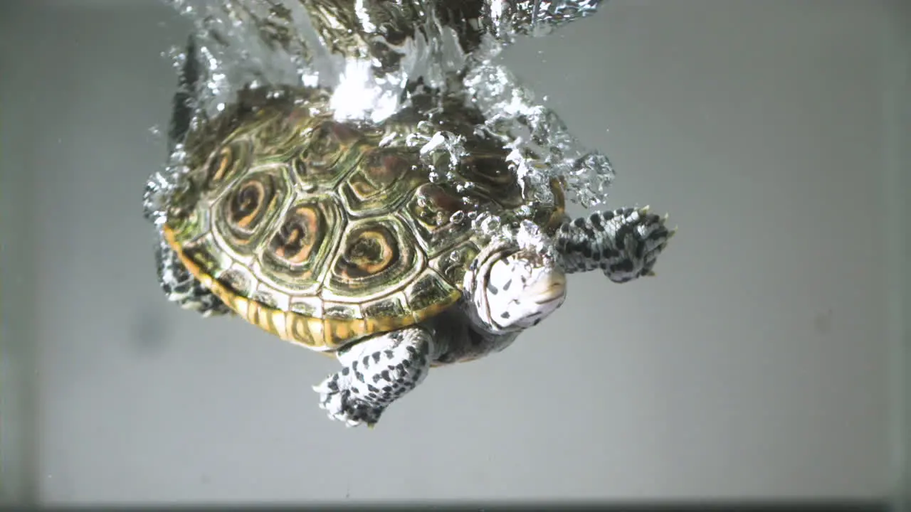 Turtle plunging into water in slow motion extreme