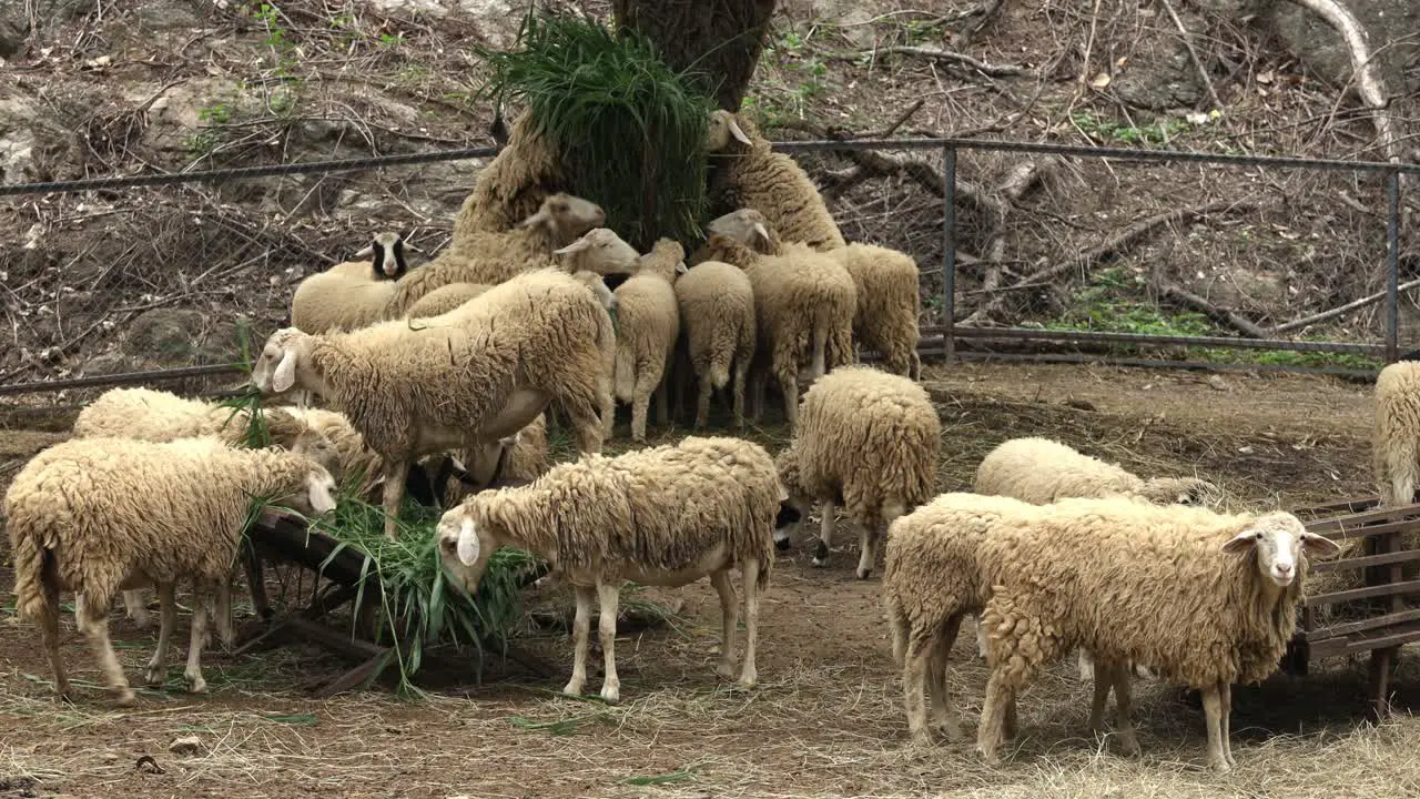 A flock of sheep is eating hay in a sheepfold at a zoo