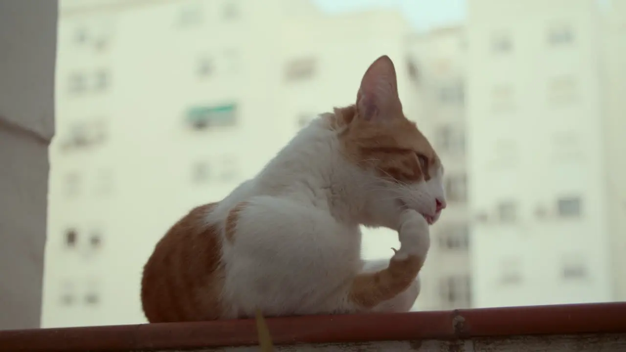 A white and orange cat on the balcony