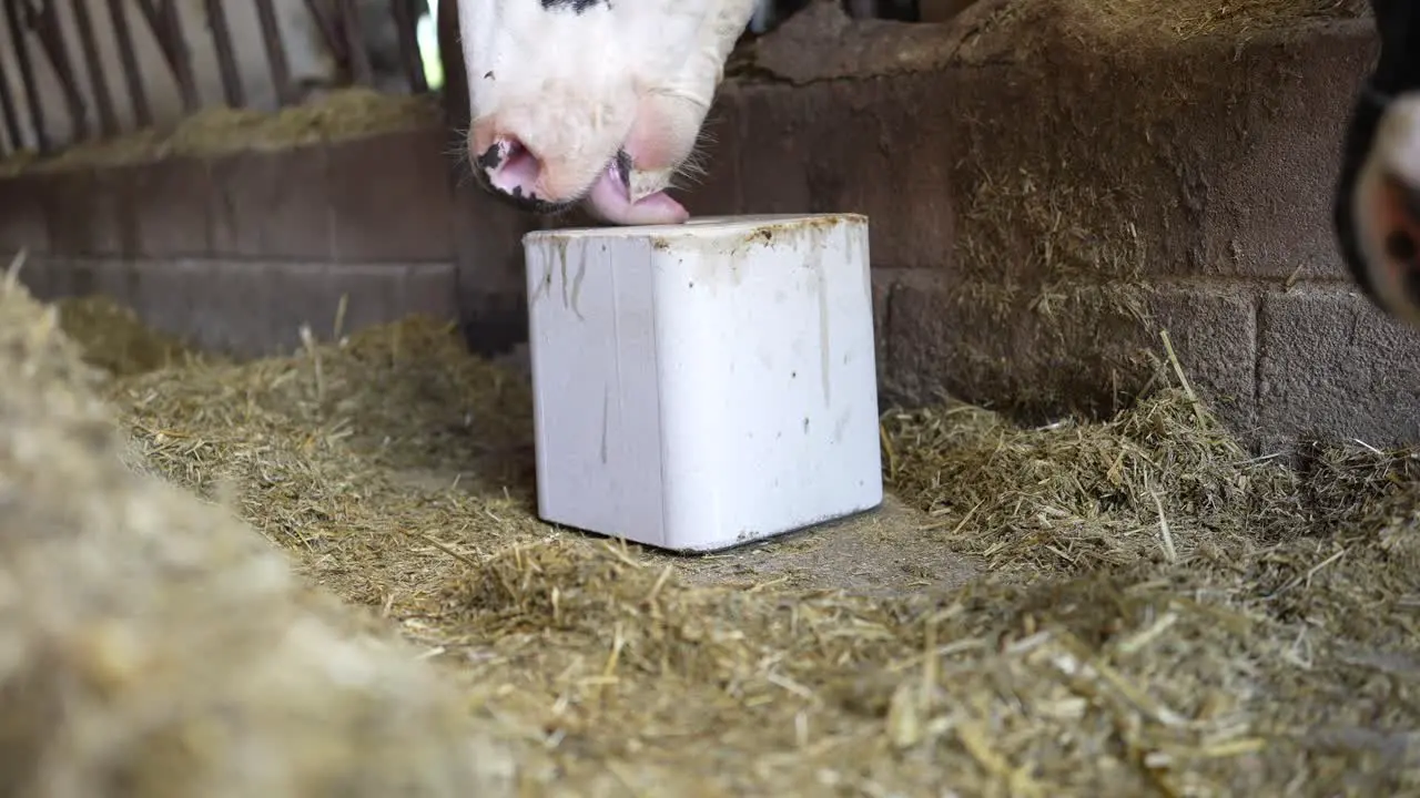 Cow licking salt cube in an animal farm