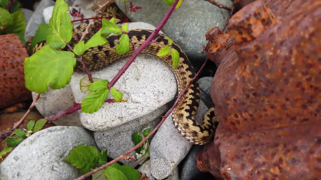 European Adder on the move after basking in the sun in order to warm up to enable it to move more quickly found near a beach in North Wales UK