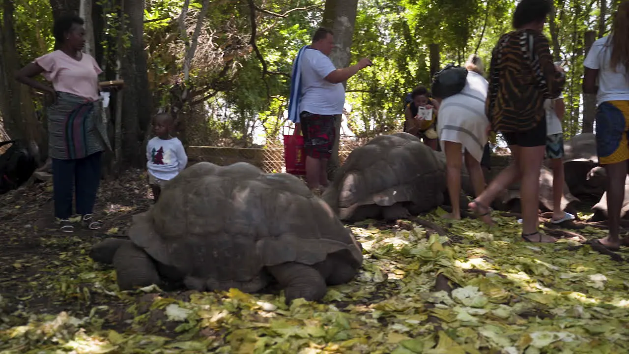 Tourists visiting giant tortoise animal sanctuary taking photos