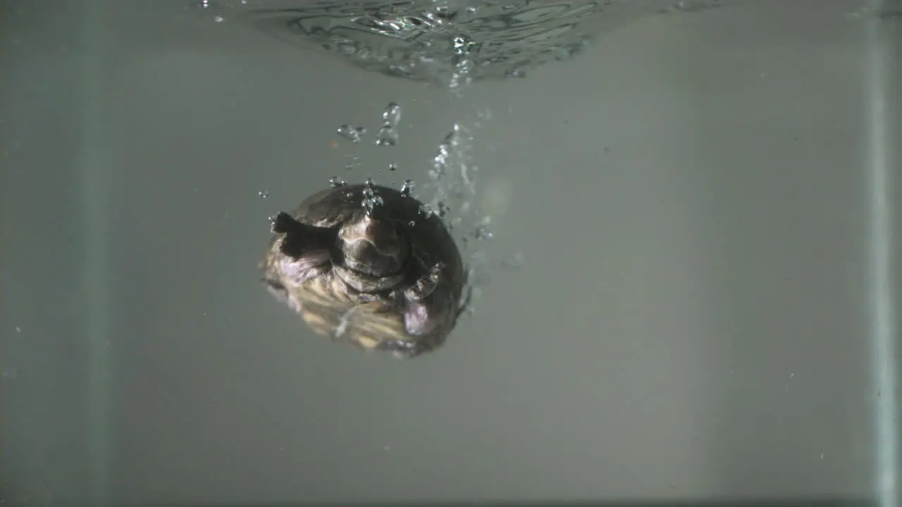 Slow motion sinking snapping turtle stinkpot turtle