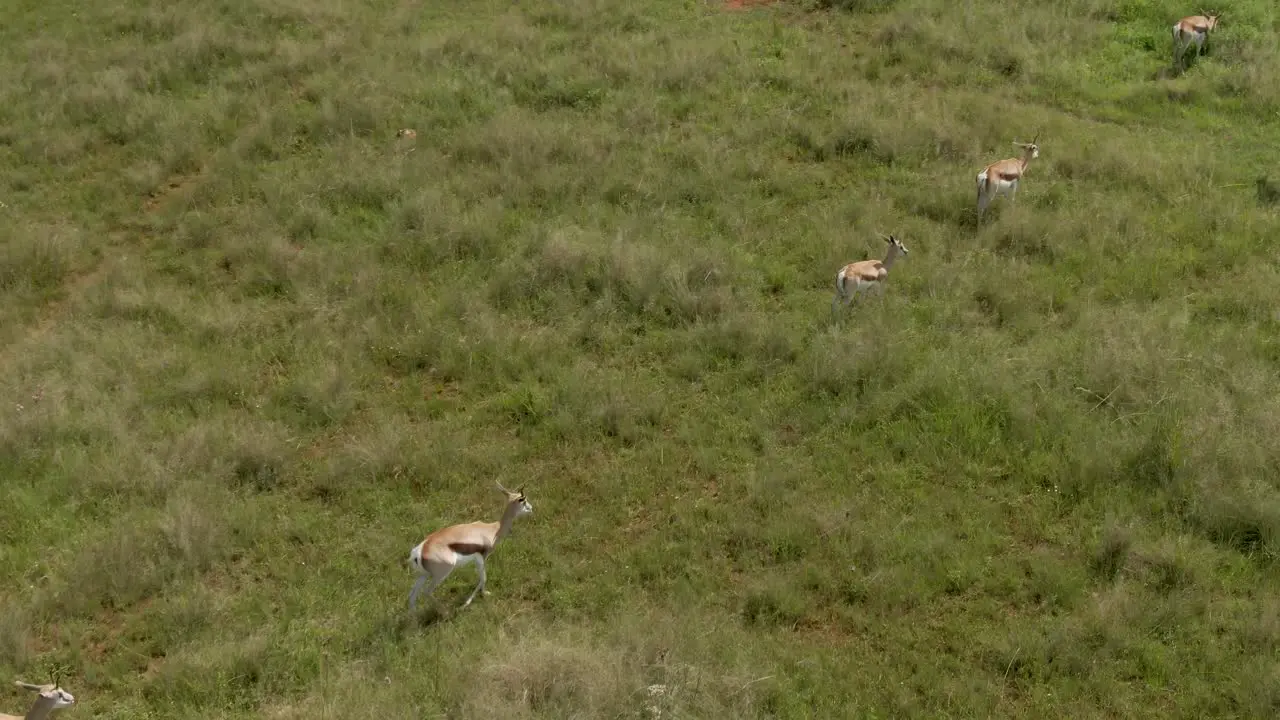 Drone footage of a Springbok antelopes walking in long summer grass in the wild