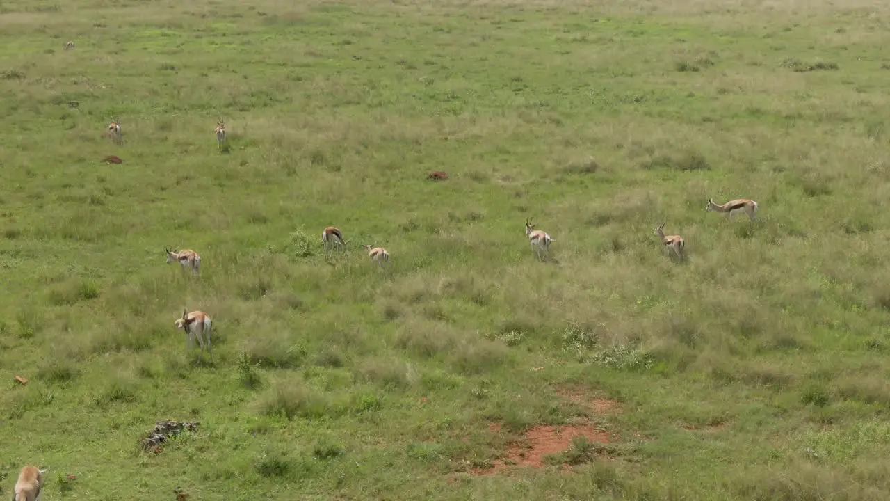 Drone footage of a Springbok antelope herd grazing on green grass savannah in the wild