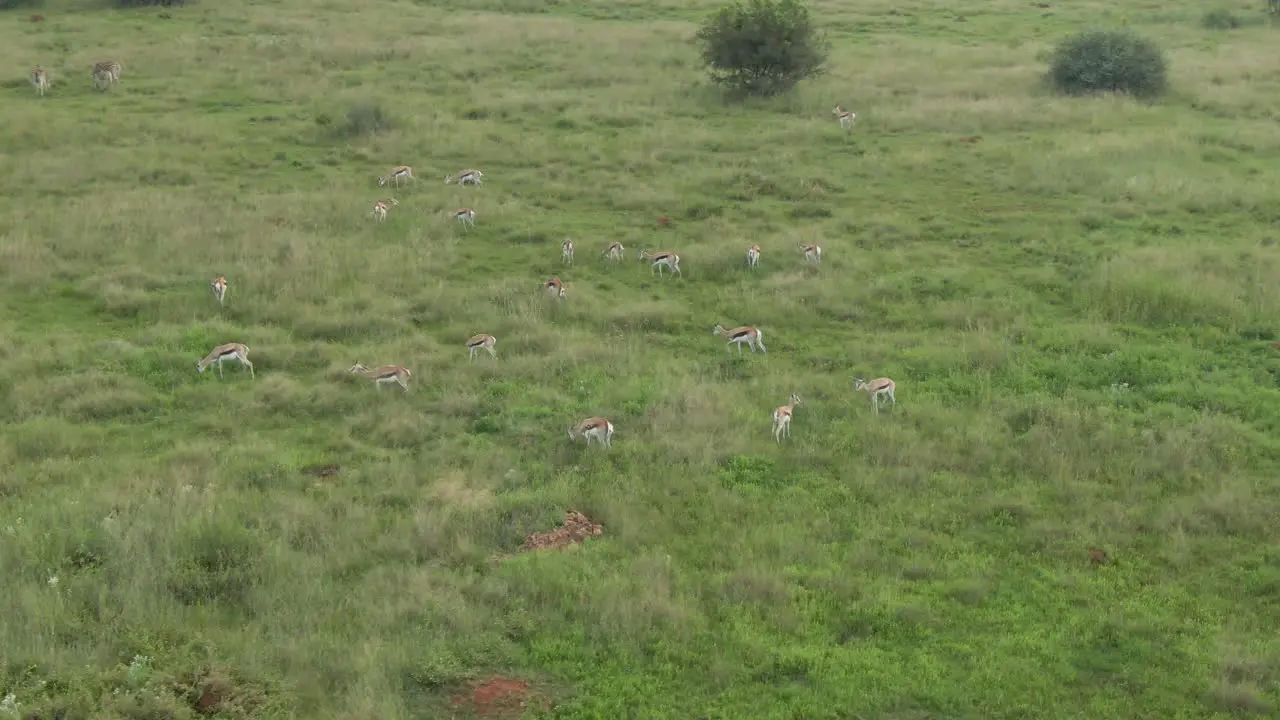 Drone footage of a Large Springbok antelope herd grazing on green grass savannah in the wild