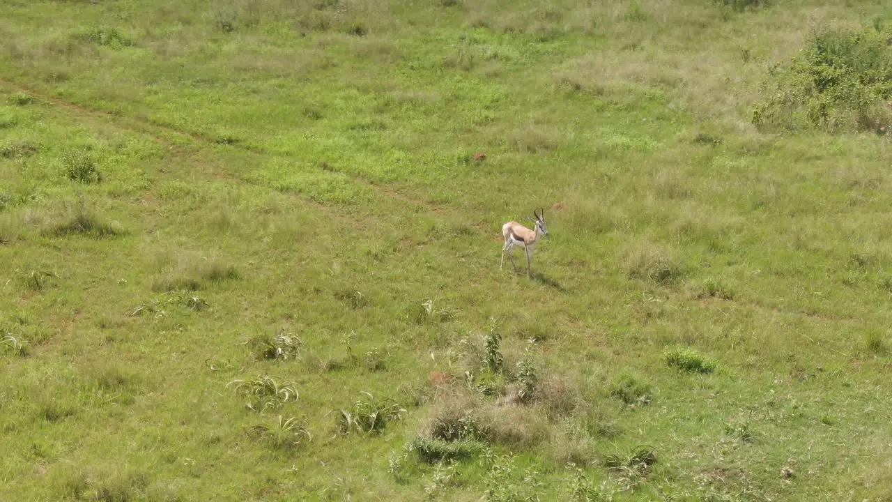 Drone footage of a lone Springbok antelope ram standing in the wild on a green grassed savannah