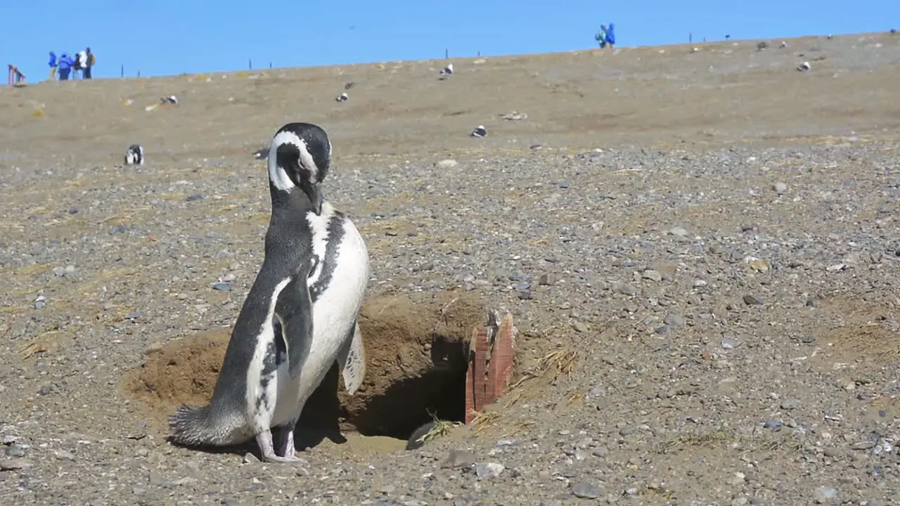 Magellanic penguin on Magdalena island Strait of Magellan in Patagonia Chile