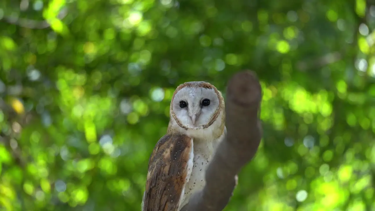 An owl is fly away from tree branch