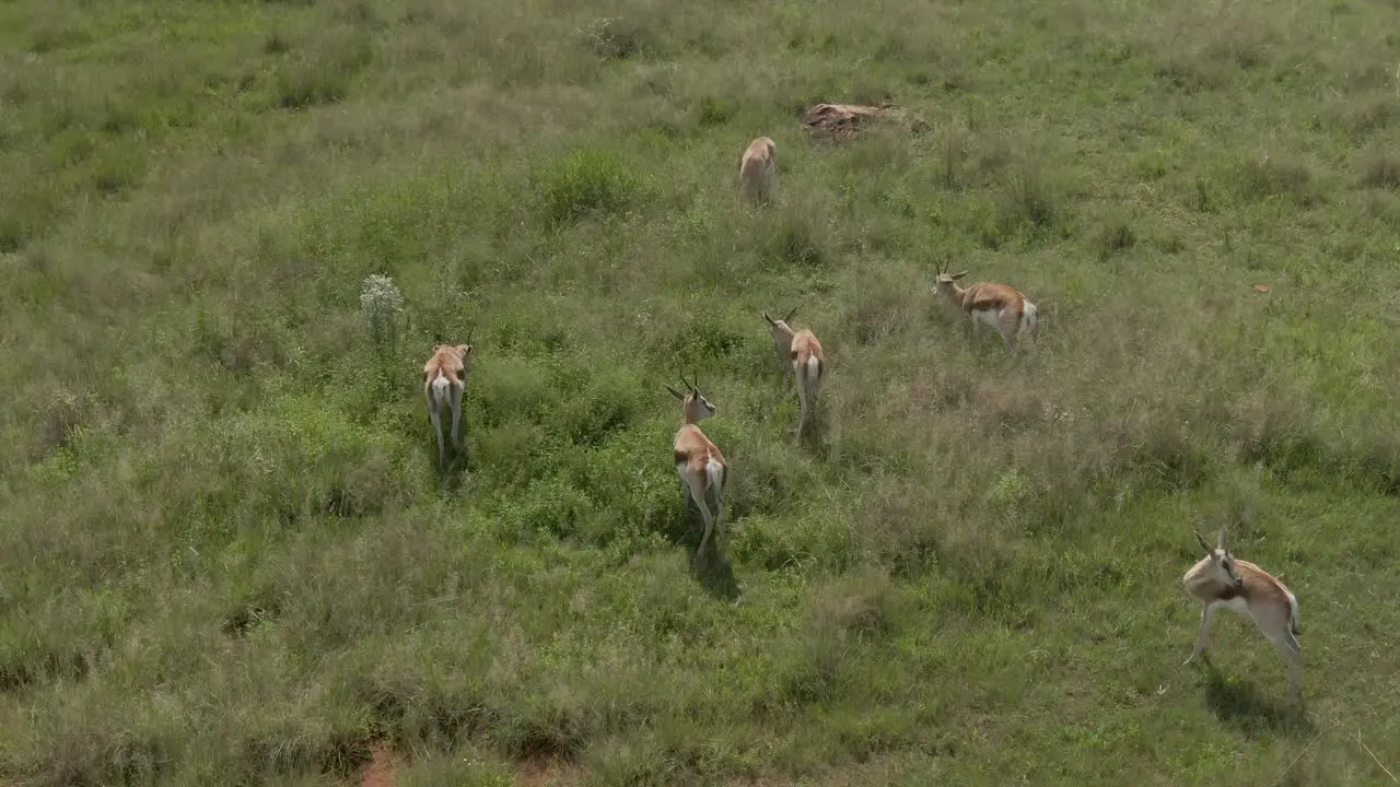 Drone footage of a Springbok antelope herd grazing on long grass in the wild