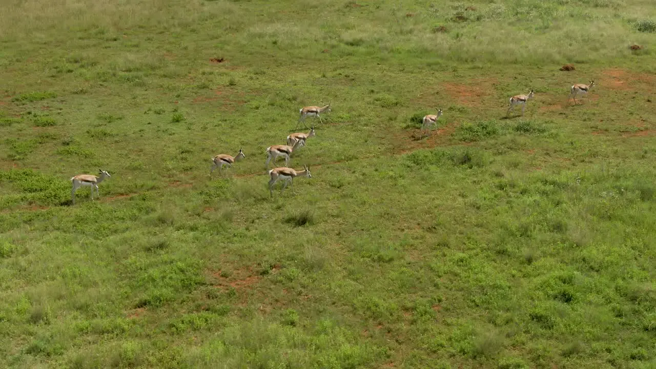 Drone footage of a Springbok antelope herd walking in savannah in the wild