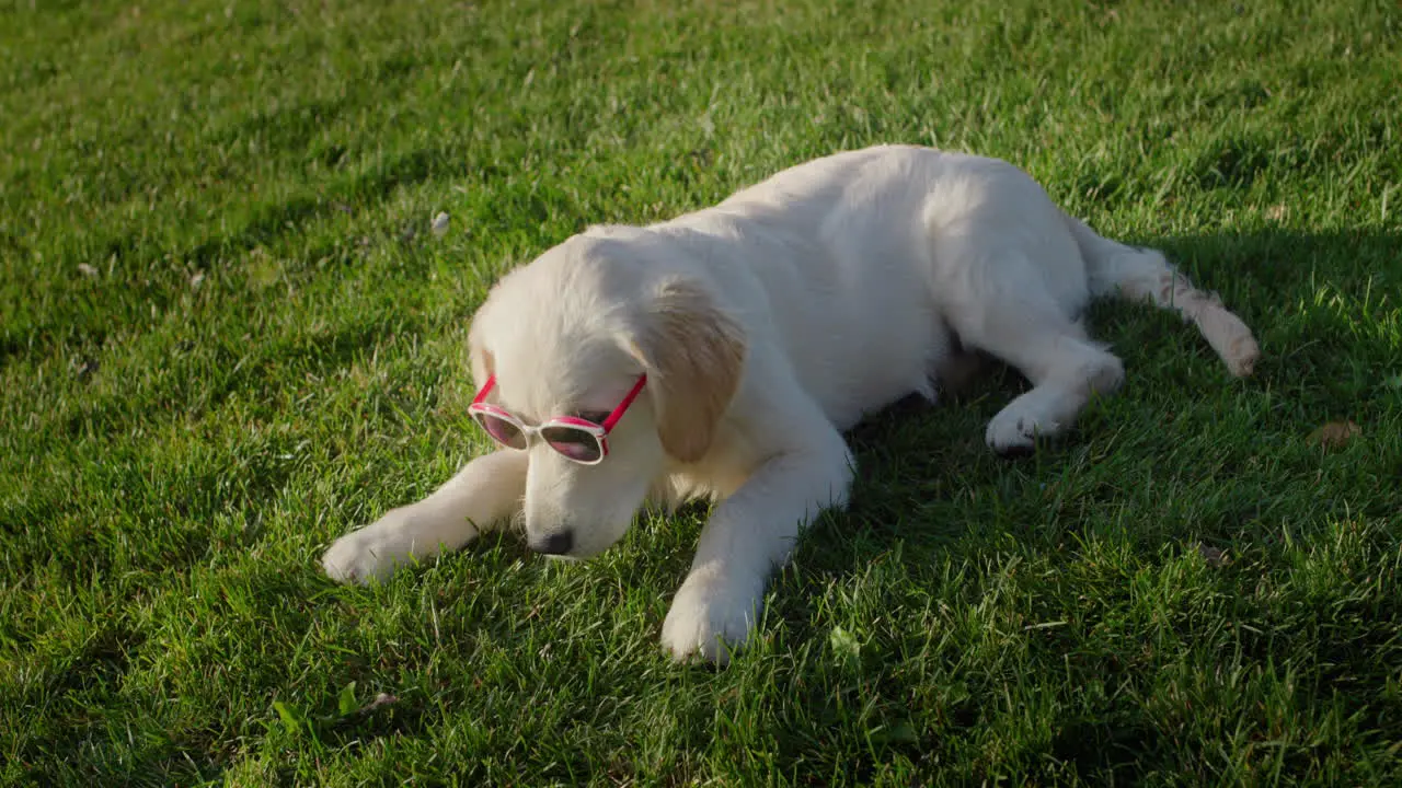 Funny dog in sunglasses lying on the lawn