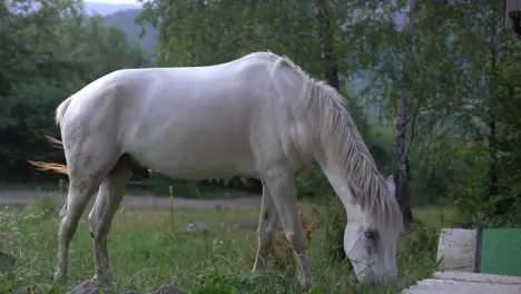 a white horse grazes in a field and eats grass pets on free grazing farming and pasture