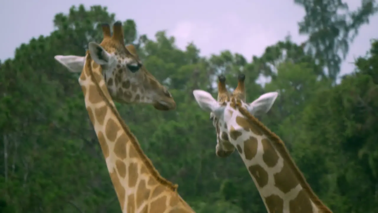 Closeup panning shot of two giraffes