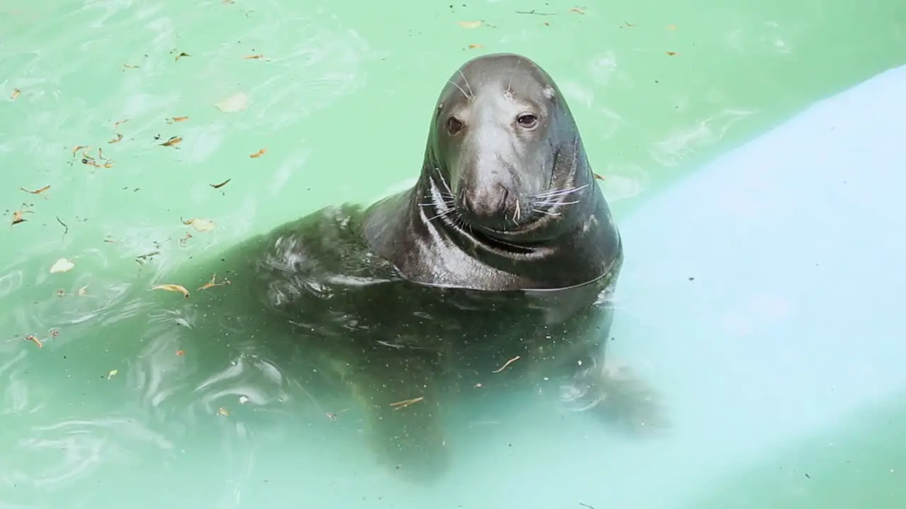 Seal in the water pond