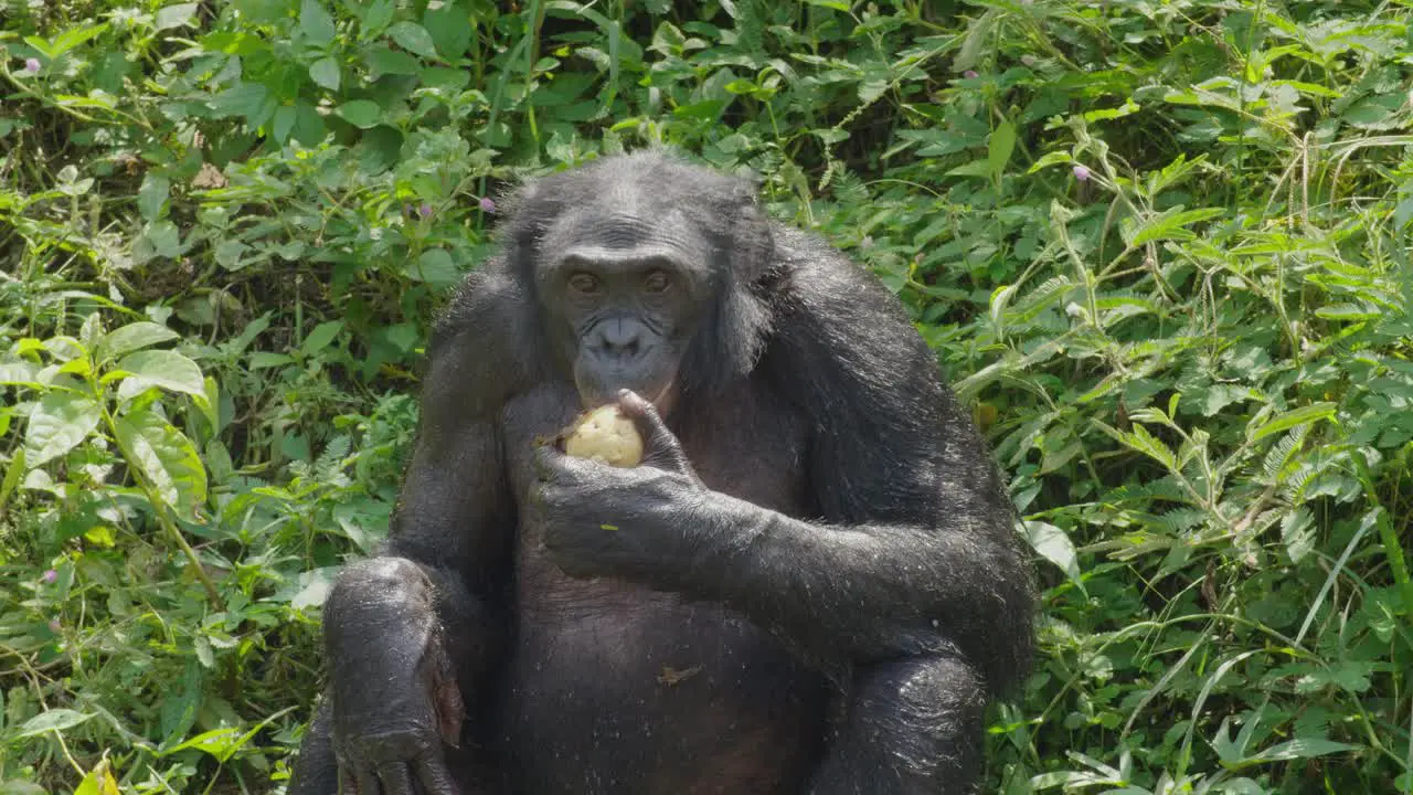 Bonobo eating fruit in a natural forest in Congo Drc