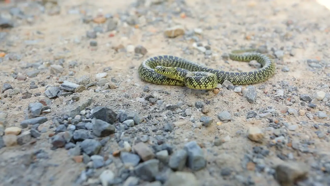 A juvenile Speckled Kingsnake Lampropeltis getula holbrooki a non venomous North America snake reacts to a perceived threat with tail shaking and head movements