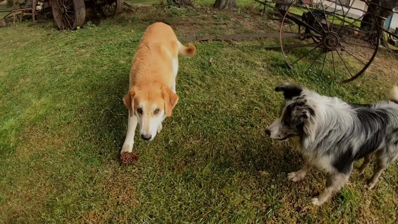 Dogs playing in the garden