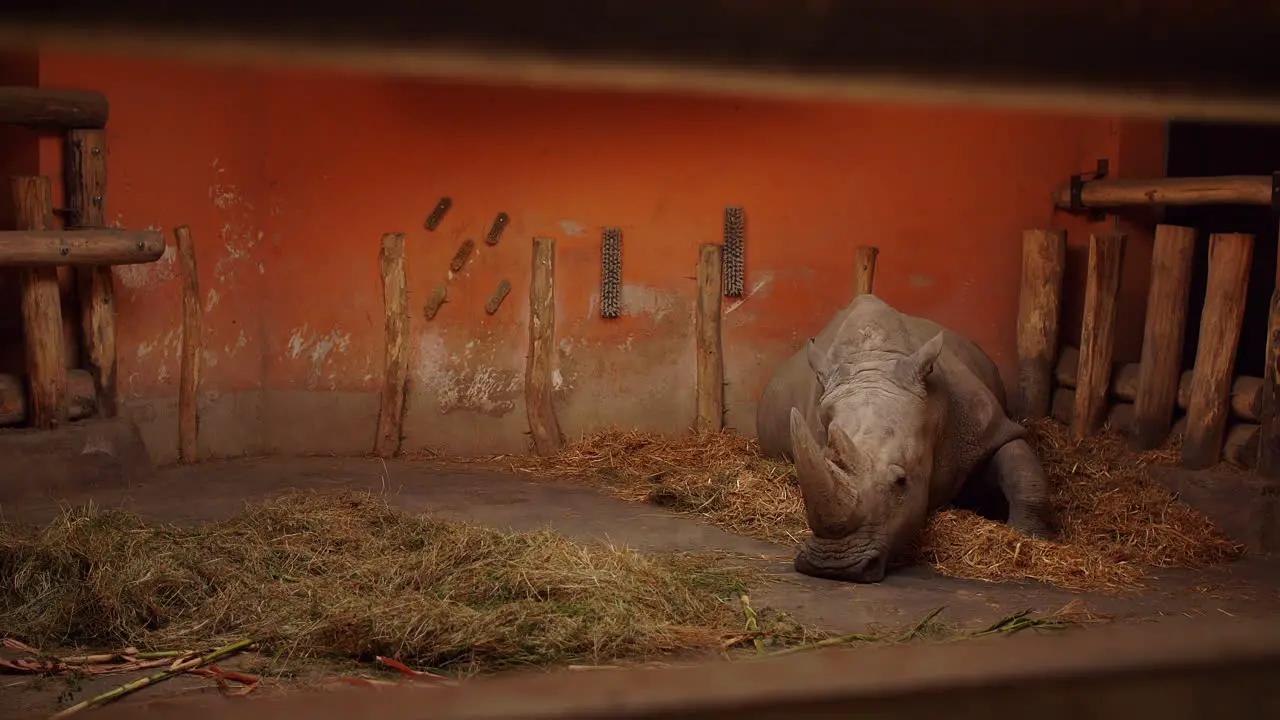 Sleepy rhino having a nap and lying down